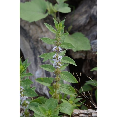 Mentha arvensis