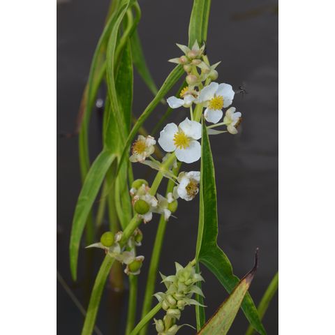 Sagittaria cuneata