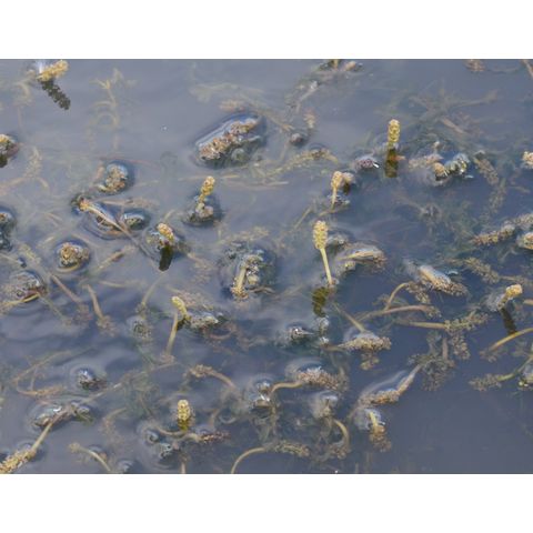 Potamogeton perfoliatus