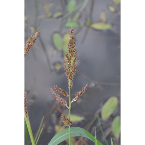 Echinochloa crus-galli
