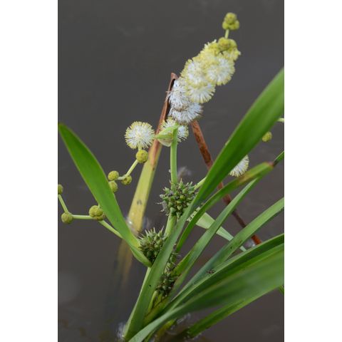 Sparganium eurycarpum