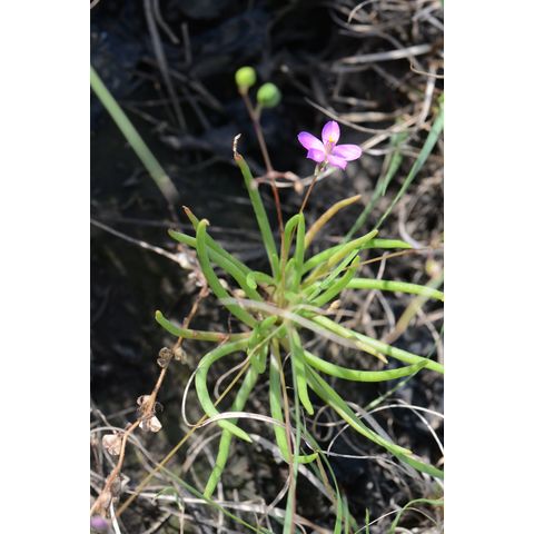 Phemeranthus parviflorus