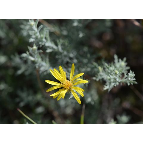 Machaeranthera pinnatifida