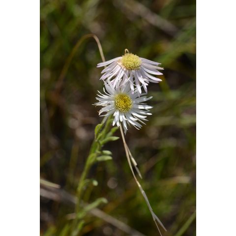 Erigeron ochroleucus