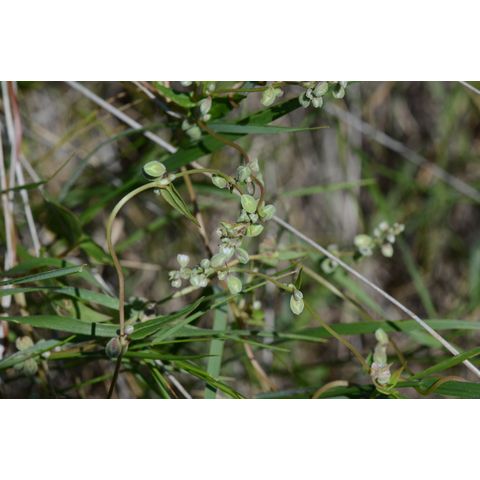 Polygonum convolvulus