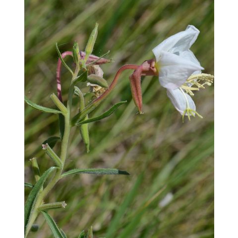 Oenothera nuttallii