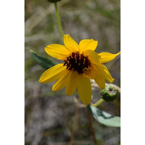 Helianthus pauciflorus