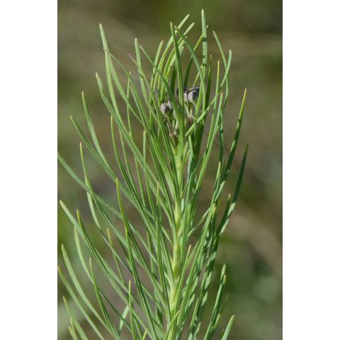 Asclepias verticillata