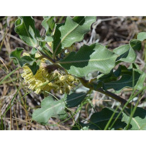 Asclepias ovalifolia