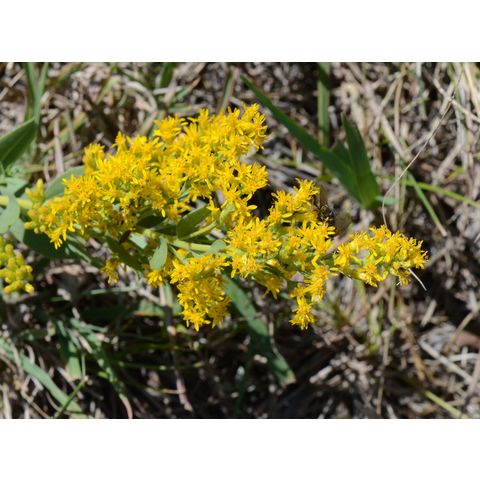Solidago mollis
