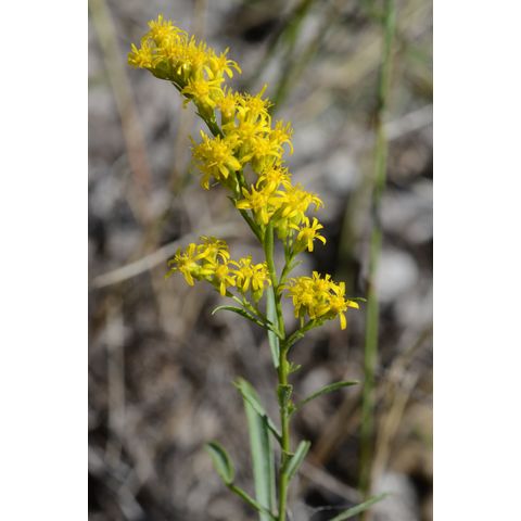 Solidago missouriensis