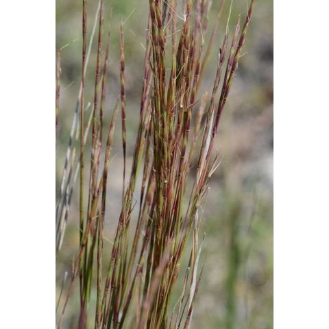 Schizachyrium scoparium