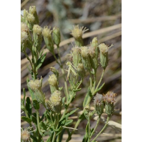 Brickellia eupatorioides