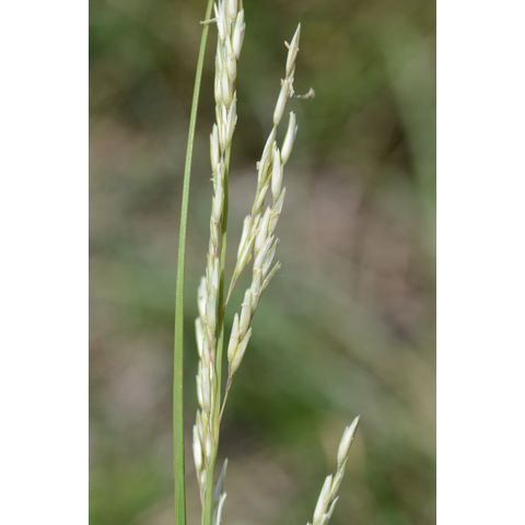 Calamovilfa longifolia