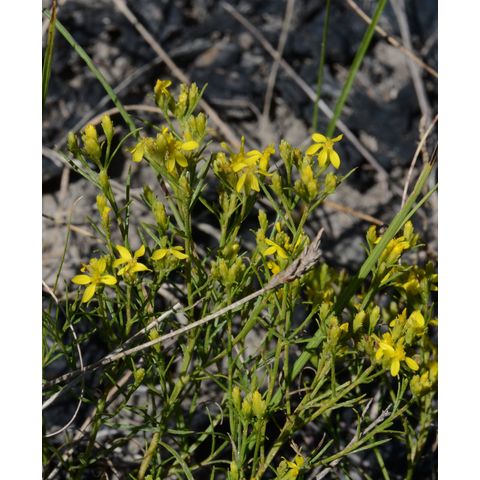 Gutierrezia sarothrae