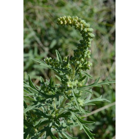 Ambrosia artemisiifolia