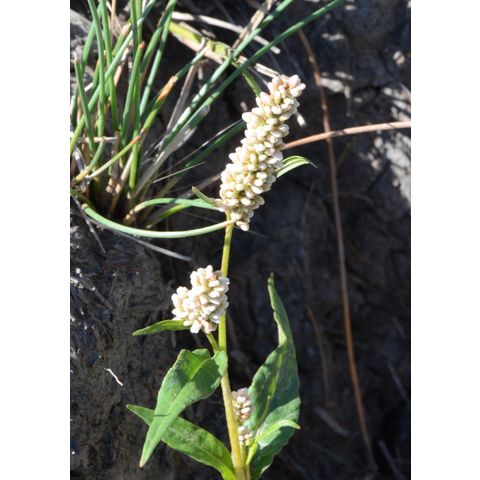 Polygonum pensylvanicum