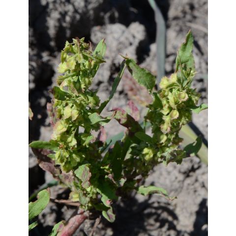 Rumex stenophyllus
