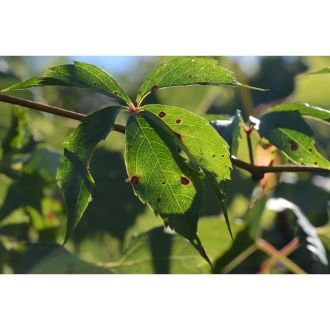 Parthenocissus quinquefolia
