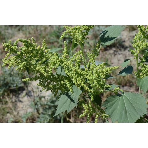 Cyclachaena xanthifolia