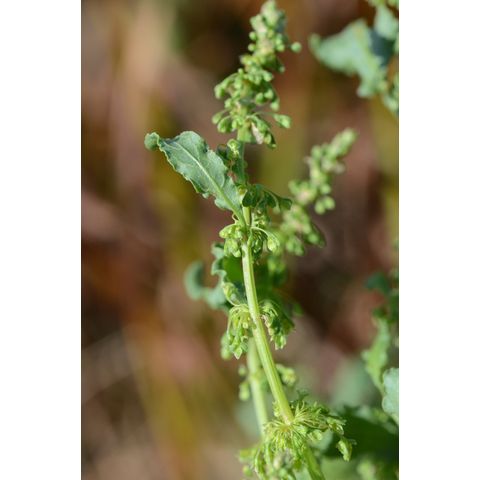 Rumex longifolius