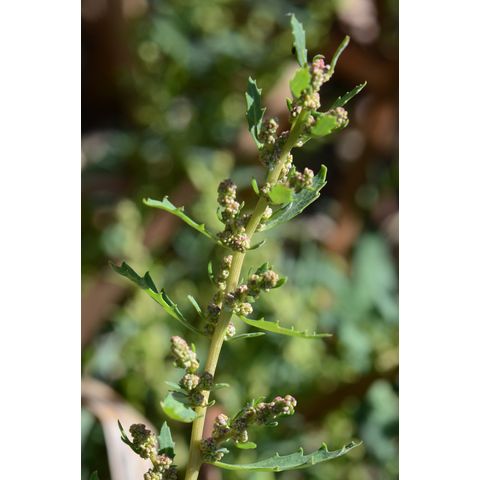 Chenopodium rubrum