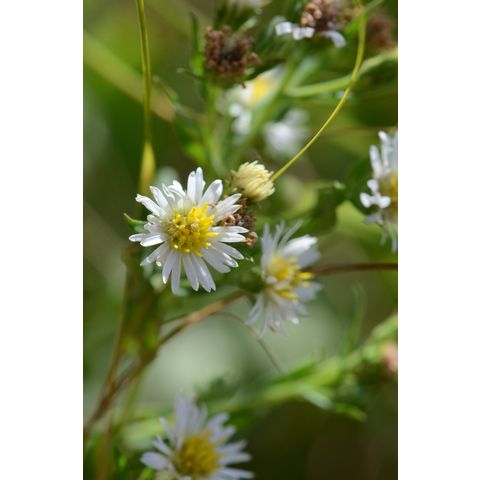 Symphyotrichum lanceolatum