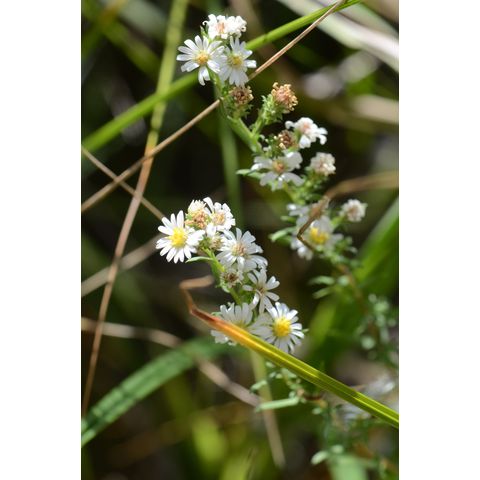Symphyotrichum ericoides