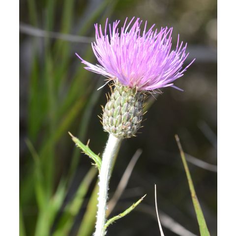 Cirsium flodmanii
