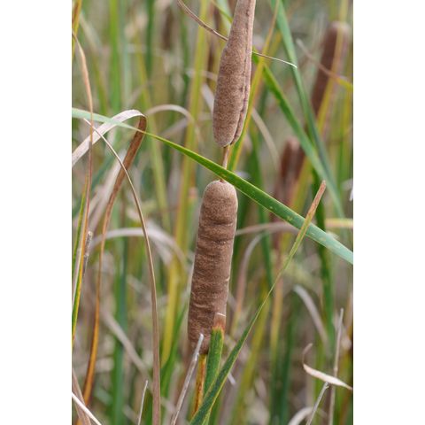 Typha angustifolia