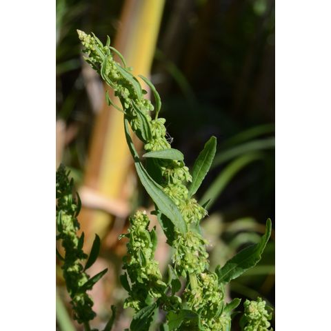 Rumex longifolius