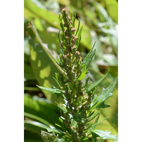 Chenopodium rubrum