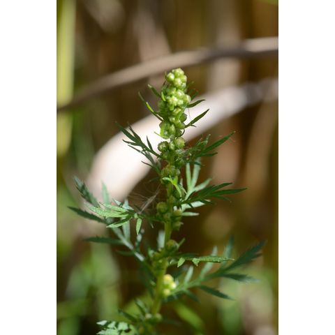 Artemisia biennis