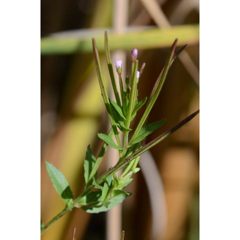 Epilobium ciliatum