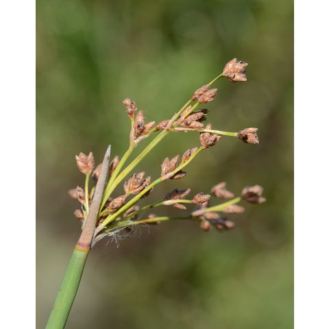 Schoenoplectus acutus