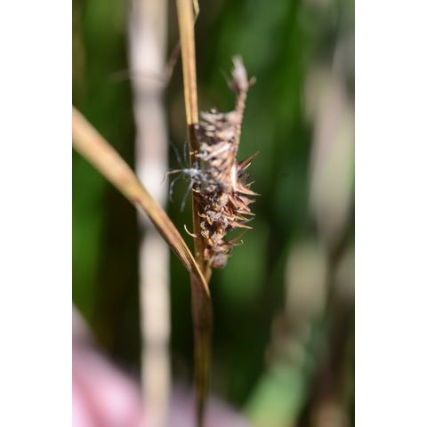 Carex pellita