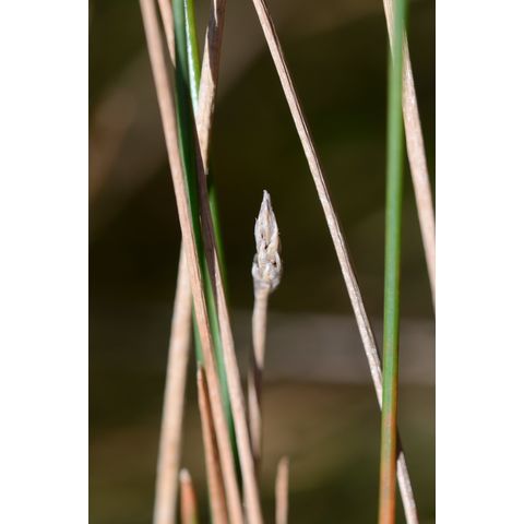 Eleocharis compressa