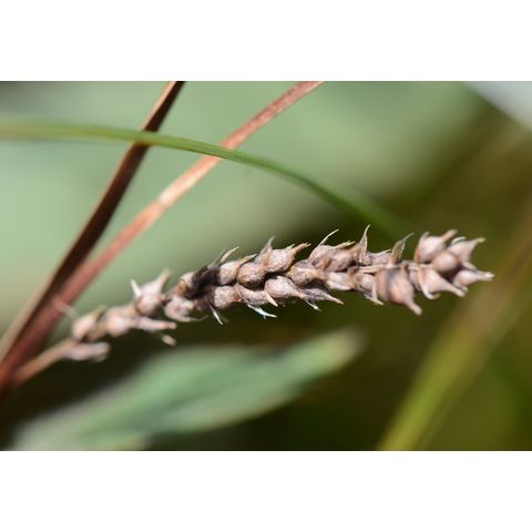 Carex pellita