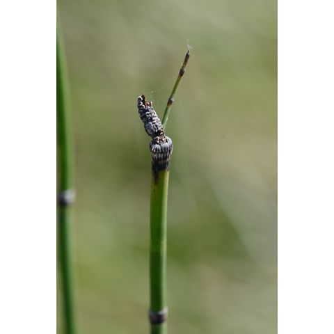 Equisetum hyemale