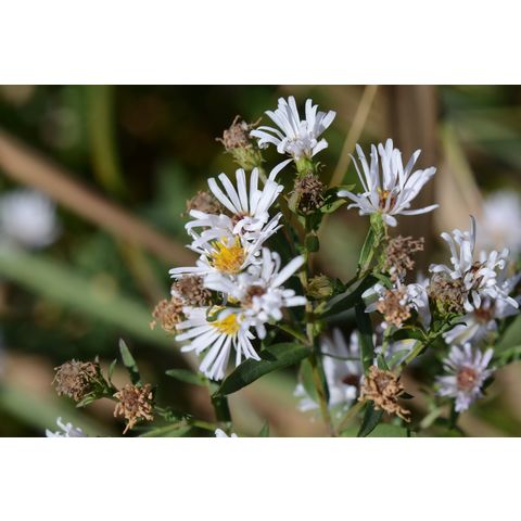 Symphyotrichum laeve