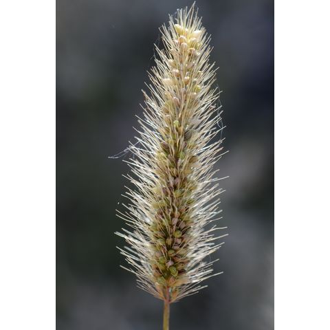 Setaria viridis