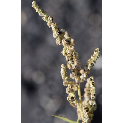 Chenopodium album