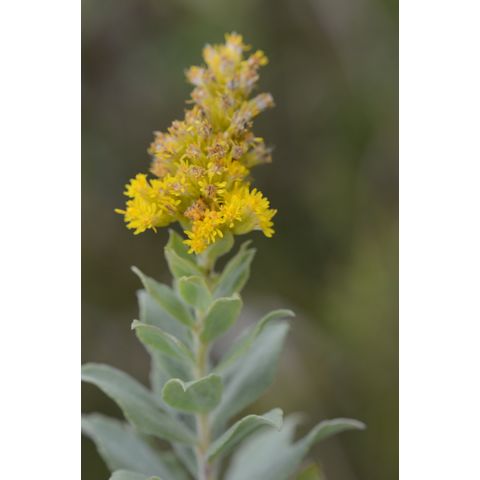 Solidago canadensis