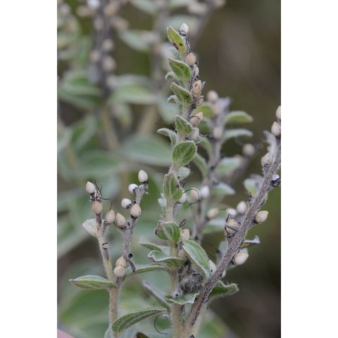 Onosmodium bejariense