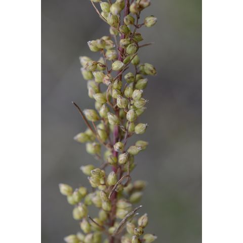Artemisia campestris