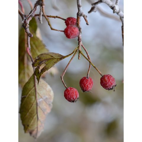 Crataegus chrysocarpa