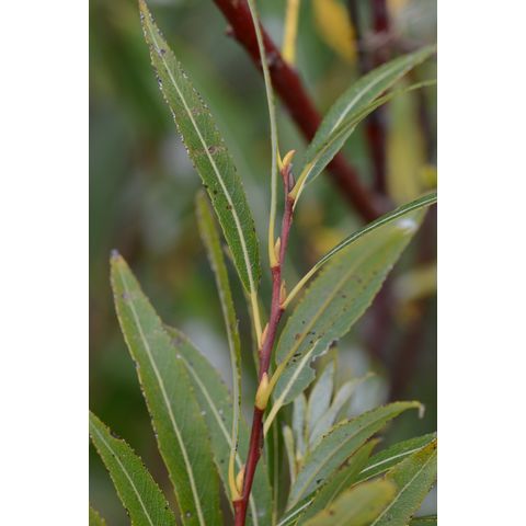 Salix petiolaris