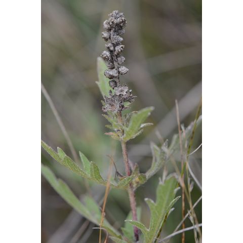 Ambrosia artemisiifolia