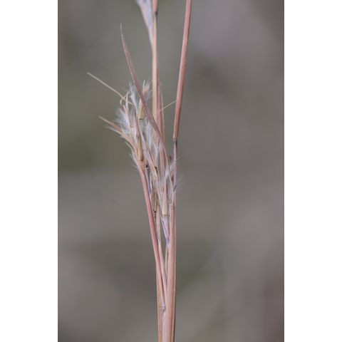 Schizachyrium scoparium