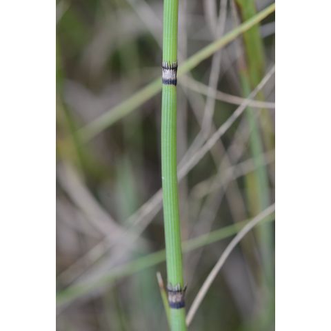 Equisetum hyemale